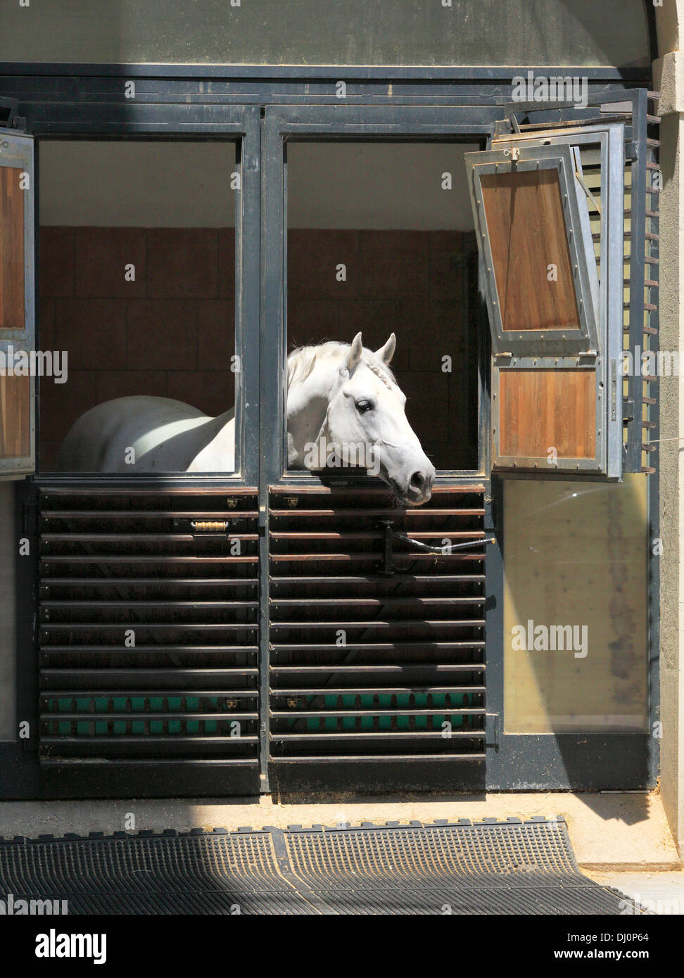 Lipizzan horse in stable of Spanish Riding School (Spanische