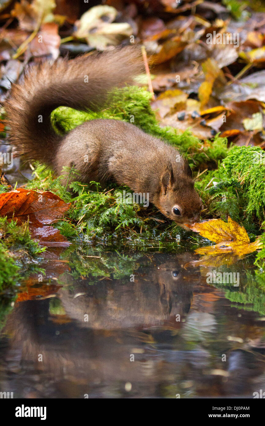 Red Squirrel - Sciurus vulgaris Stock Photo