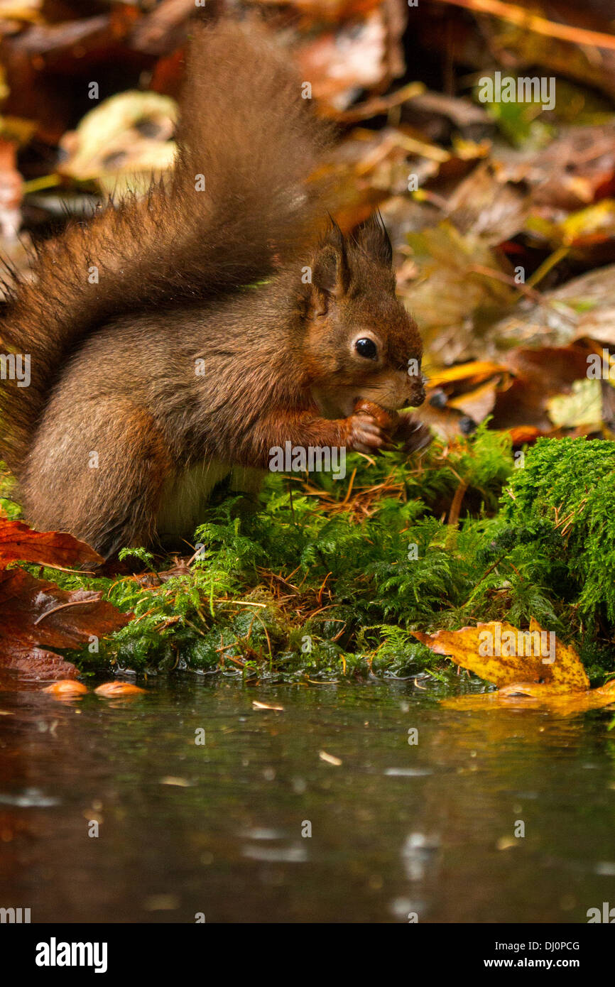 Red Squirrel - Sciurus vulgaris Stock Photo