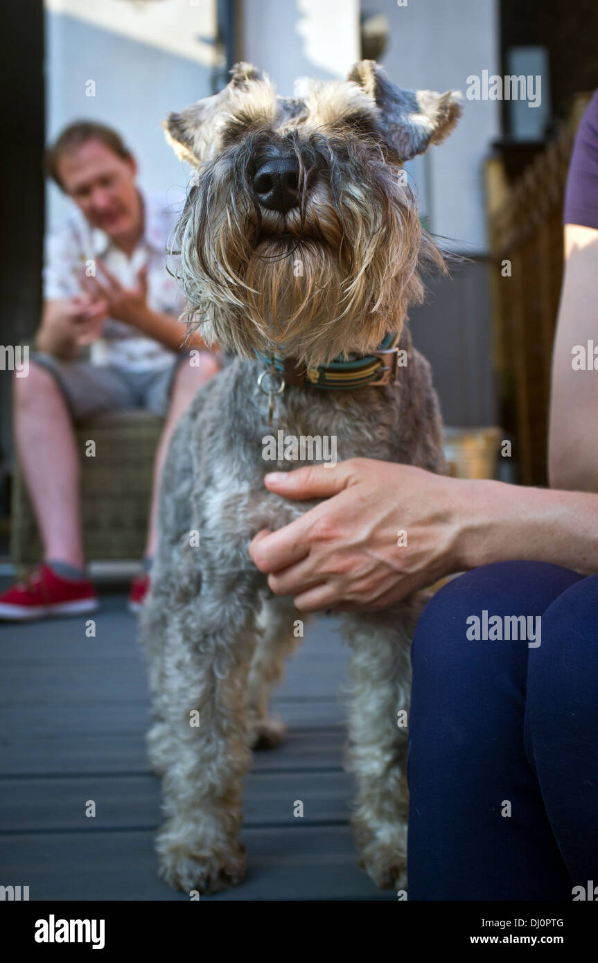Image showcasing How Long Is A Miniature Schnauzer Pregnant