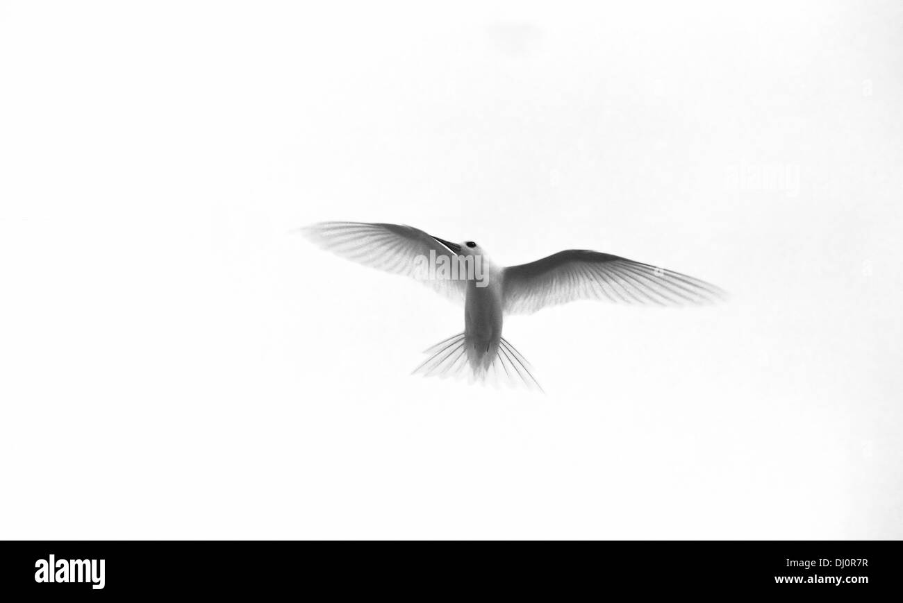 White tern. Raroia. Tahiti Stock Photo