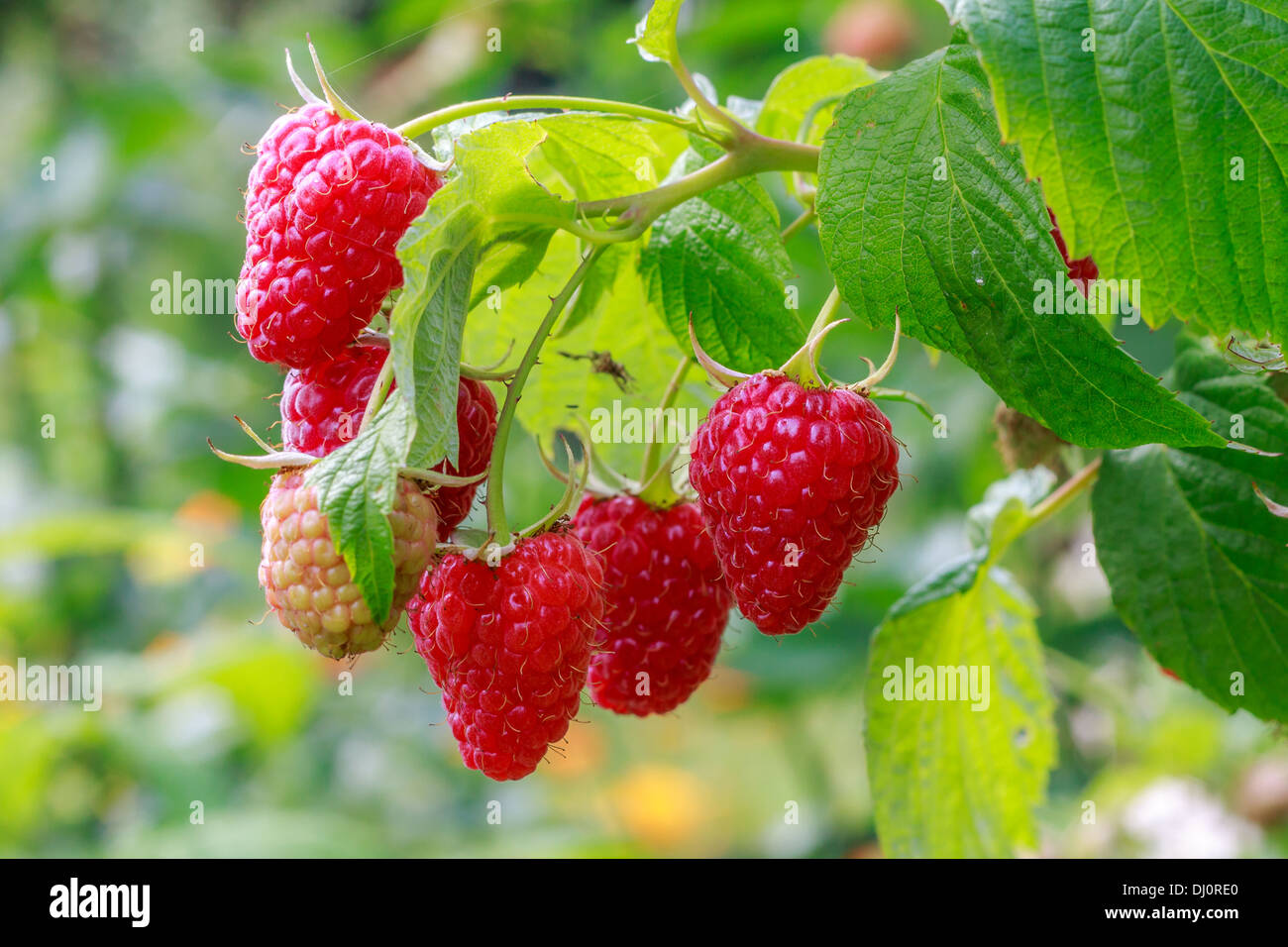 Frusto Raspberry Raspberries fruits copy hi-res stock photography and images - Alamy