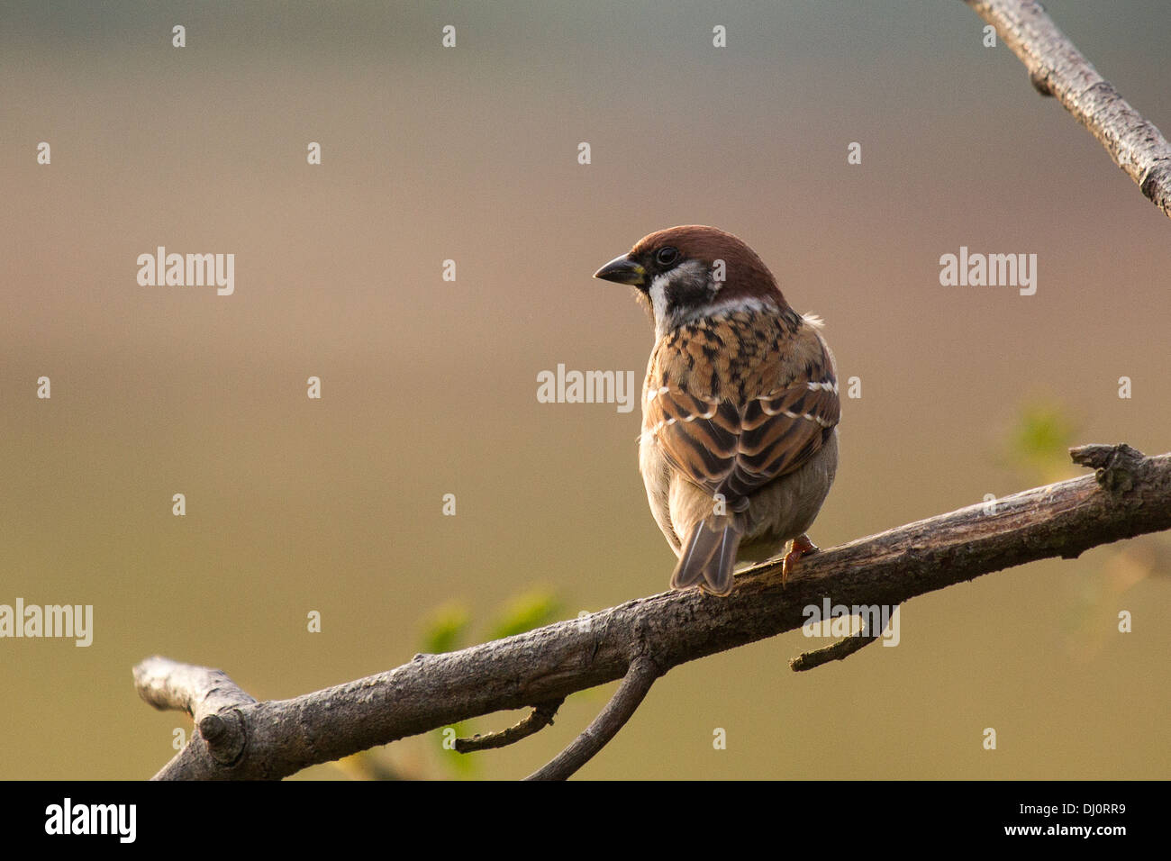 Tree Sparrow - Passer montanus Stock Photo