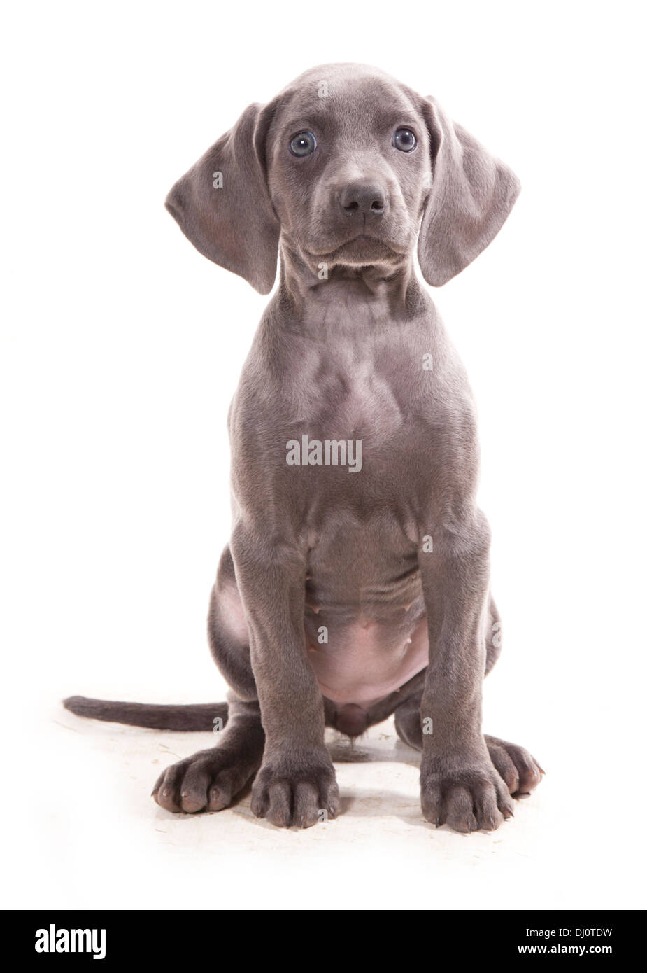 Blue weimaraner Single puppy sitting in a studio Stock Photo