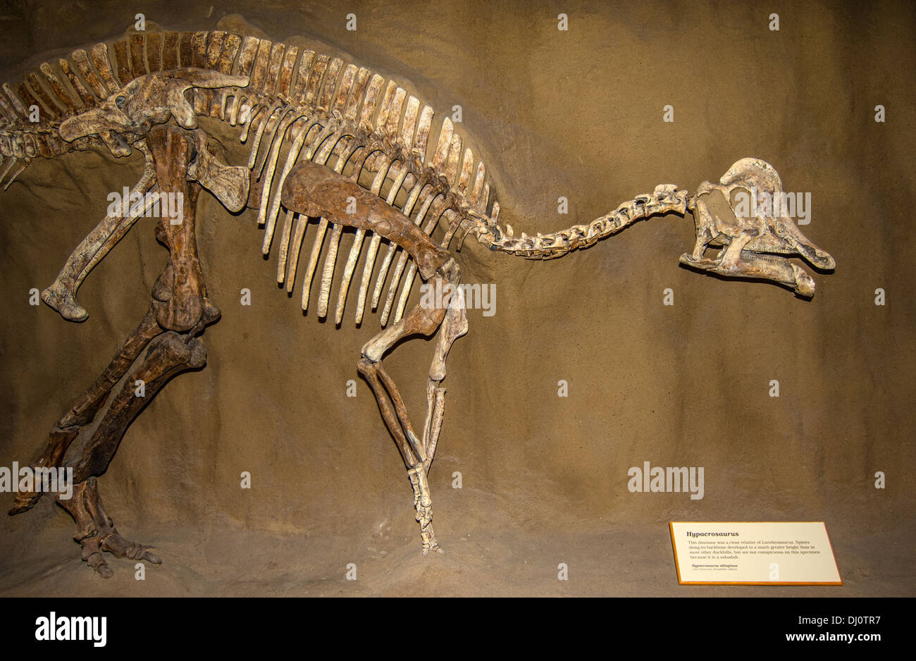 Hypacrosaurus altispirus dinosaur,  sub-adult. This dinosaur was a close relative of Lambeosaurus. Blanding Dinosaur Museum Utah Stock Photo