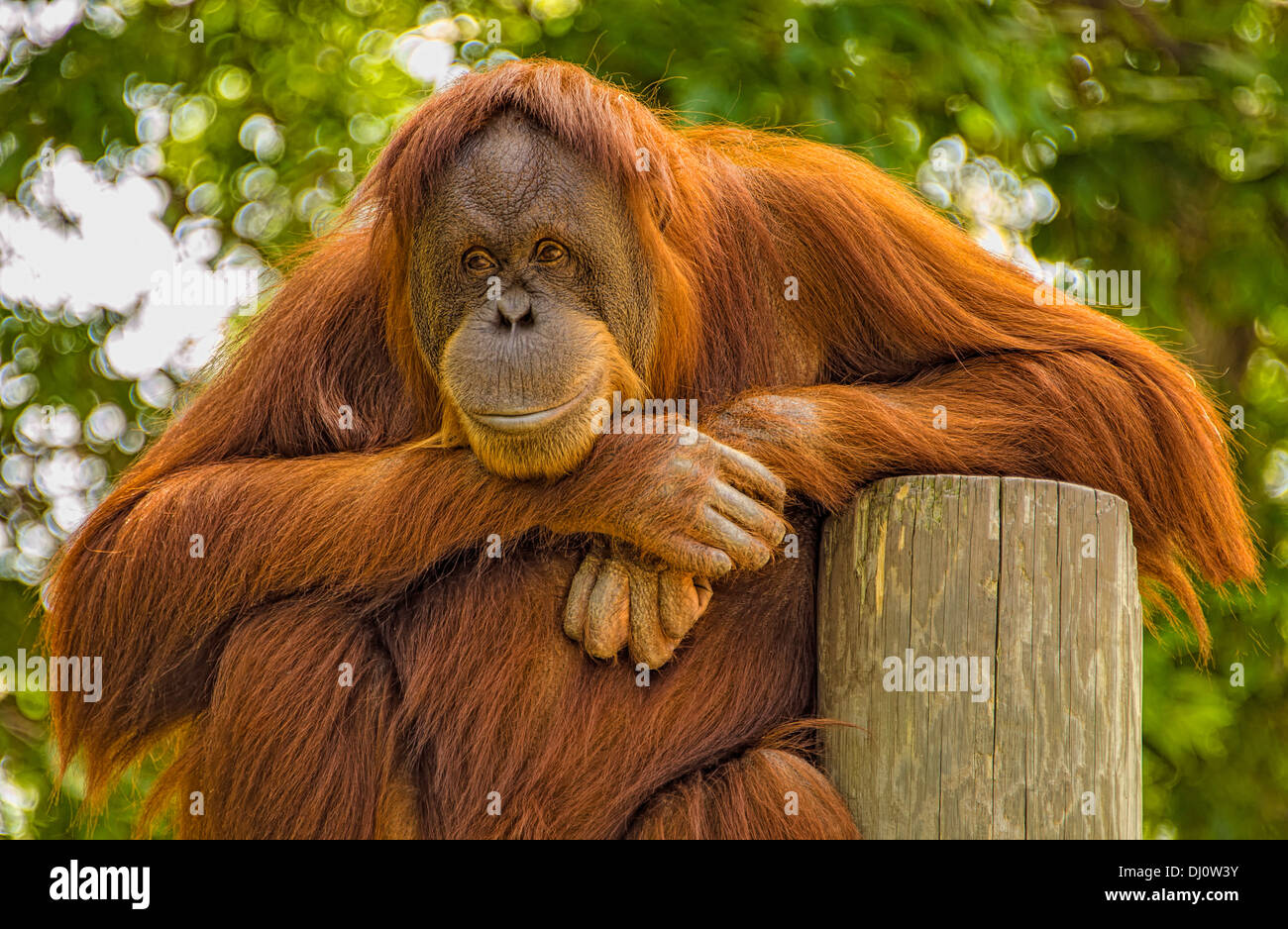 The orangutans are the two exclusively Asian species of extant great apes. Native to Indonesia and Malaysia. Stock Photo