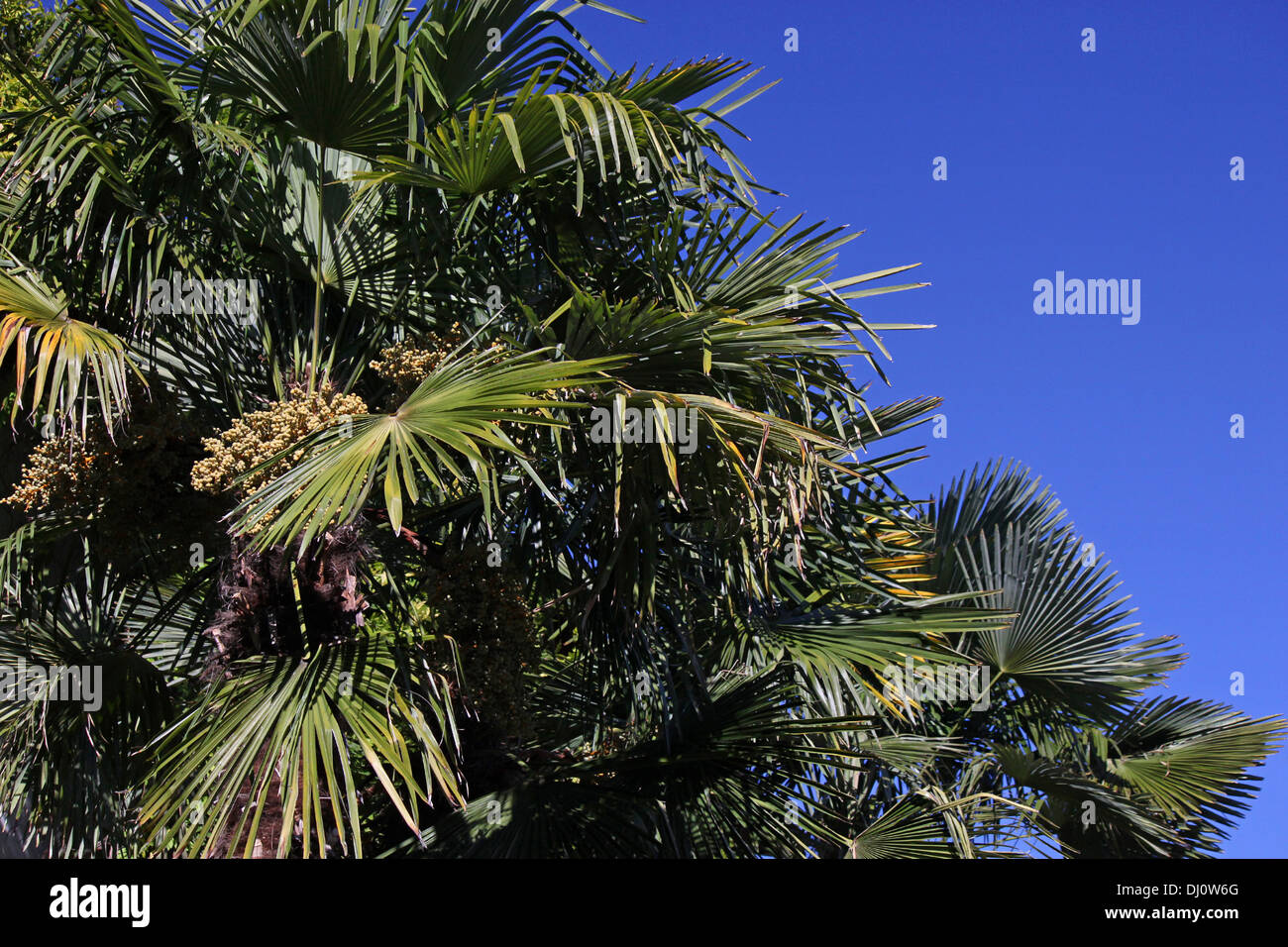 Blue sky green palm trees hi-res stock photography and images - Alamy