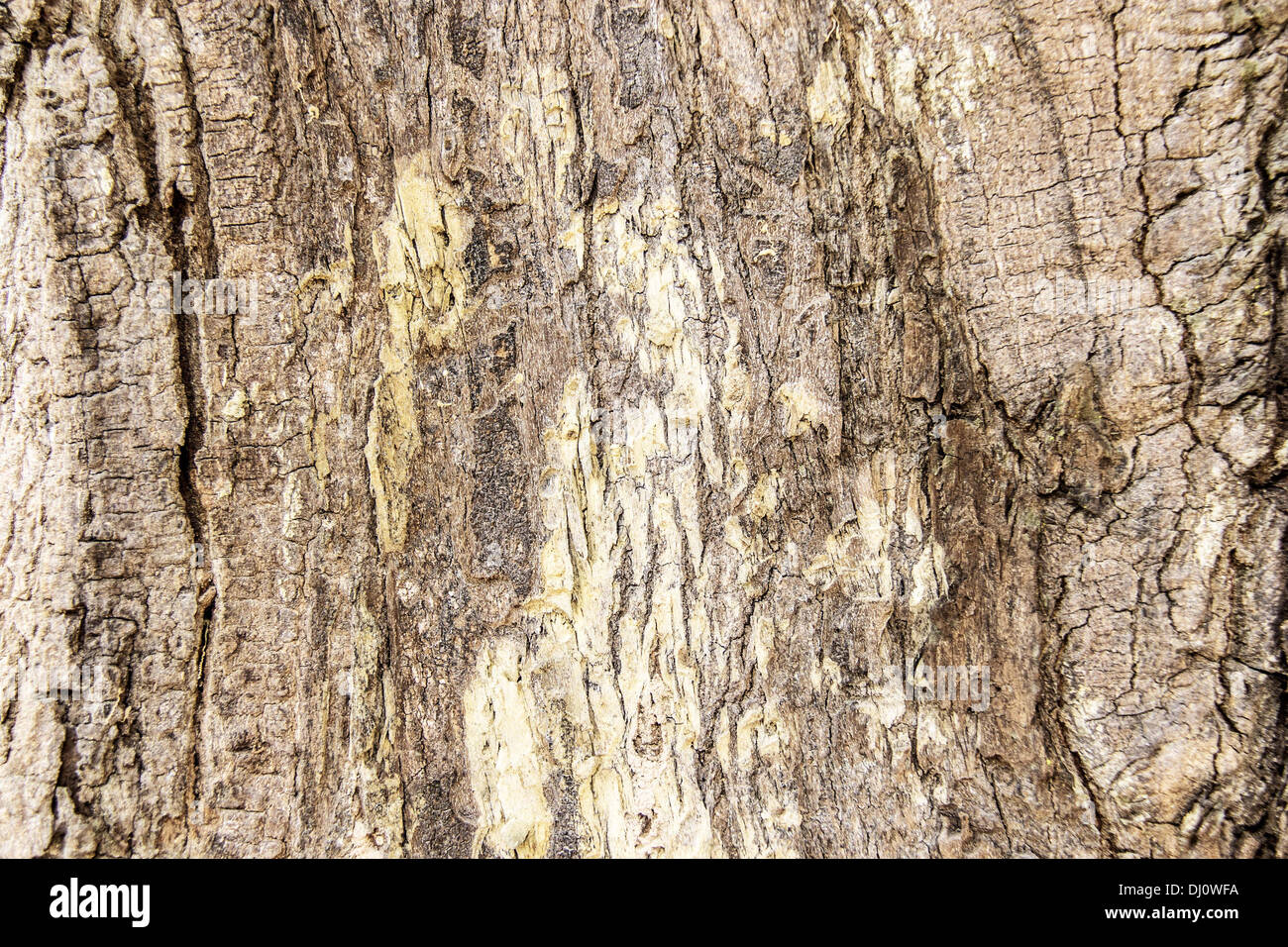 texture of bark wood use as natural background Stock Photo