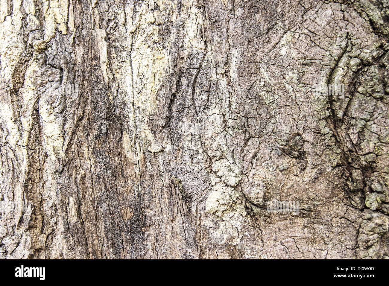 texture of bark wood use as natural background Stock Photo - Alamy