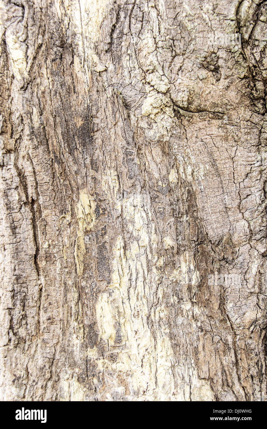texture of bark wood use as natural background Stock Photo