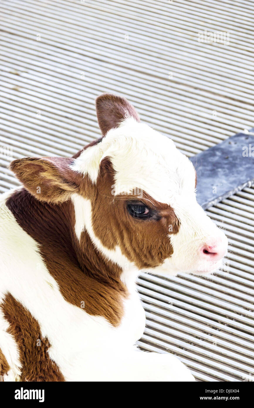 Calf , Brown and white calf in fram, pretty Stock Photo - Alamy