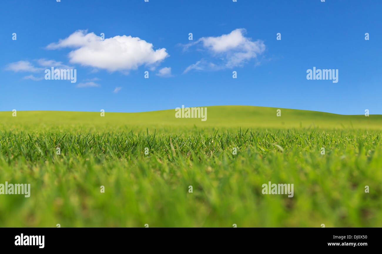 Green field and blue sky Stock Photo