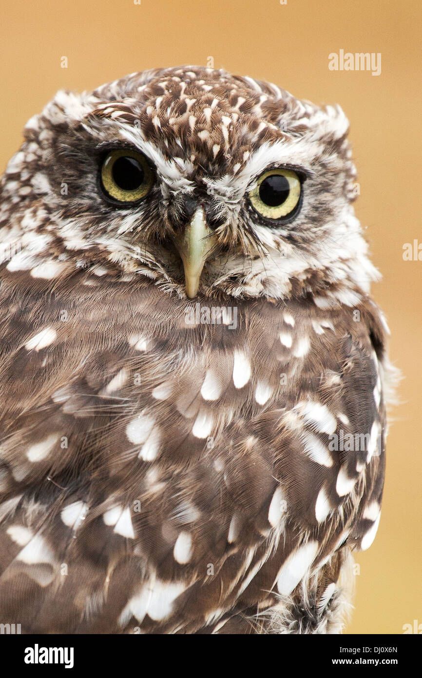 Little Owl - Athene noctua Stock Photo