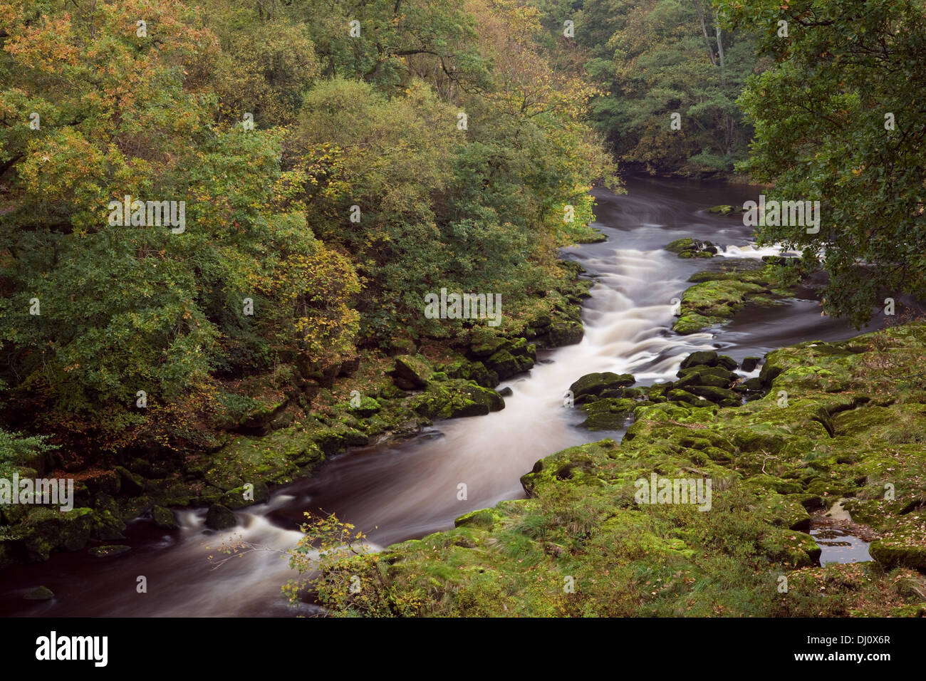 strid-wood-and-the-river-wharfe-bolton-abbey-wharfedale-yorkshire