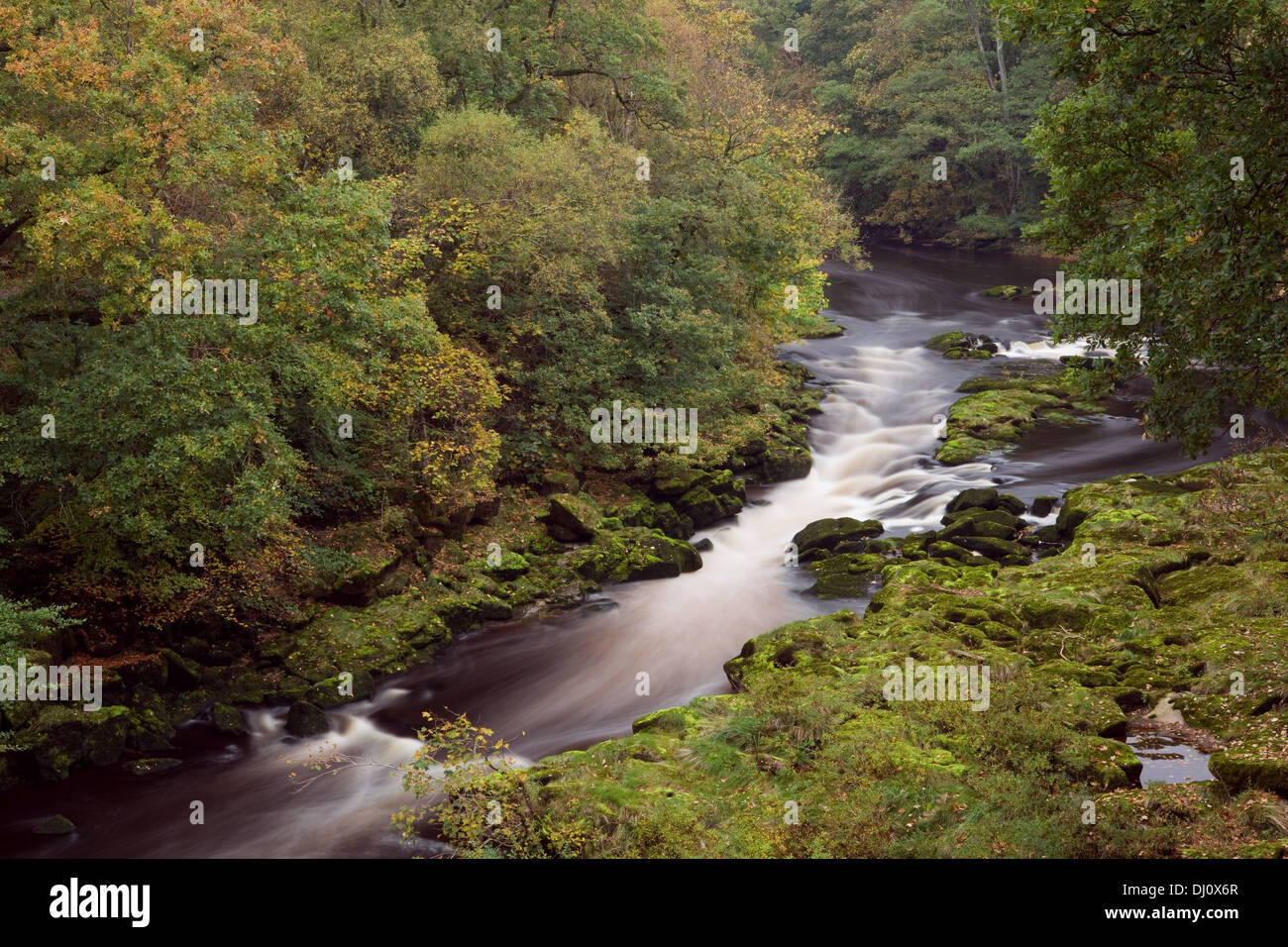 Strid Wood and the River Wharfe, Bolton Abbey, Wharfedale, Yorkshire Dales National Park, England, UK. October 2013. Stock Photo