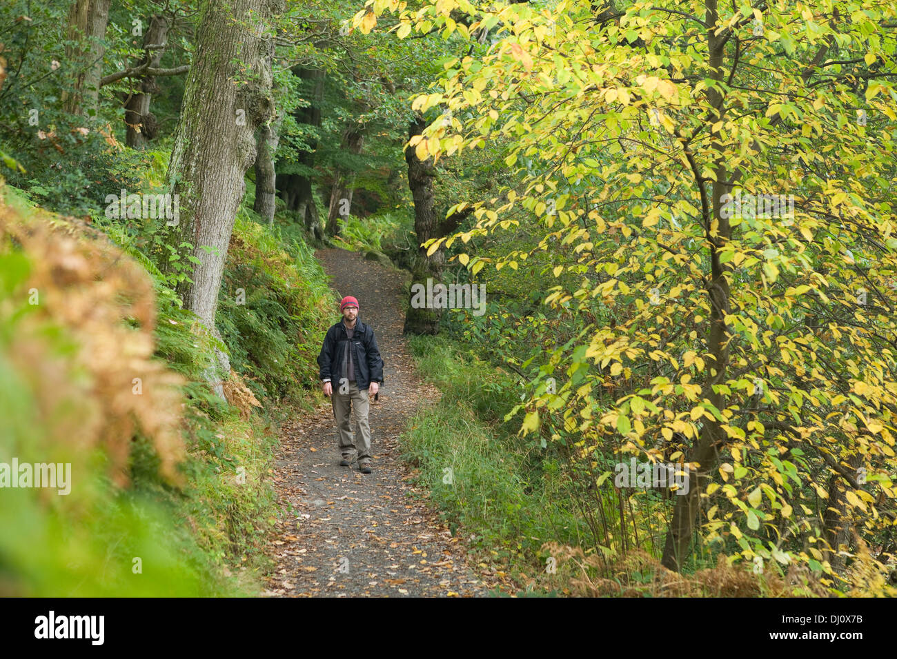Strid Wood, Bolton Abbey, Wharfedale, Yorkshire Dales National Park, England, UK. October 2013. Stock Photo