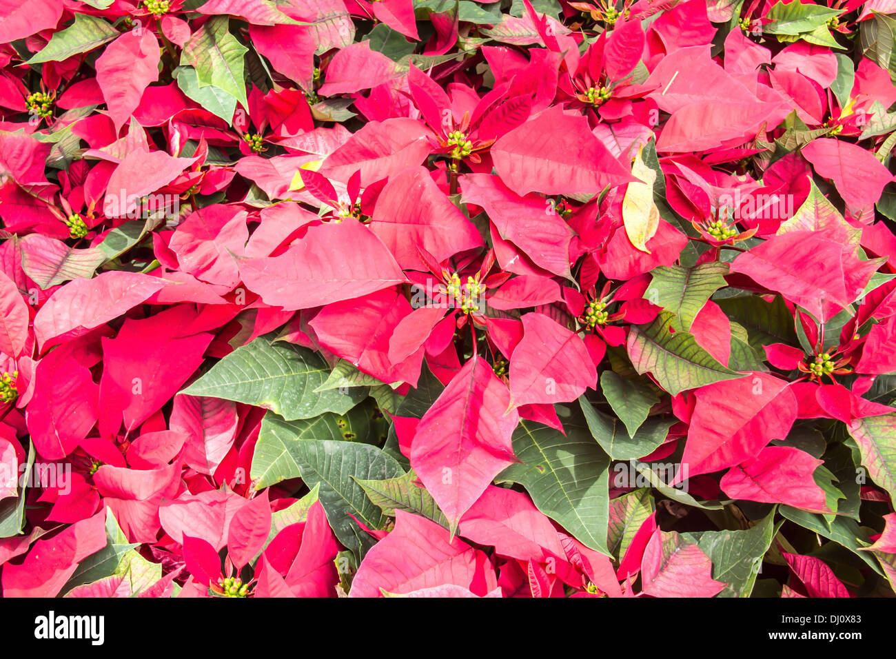 red christmas flower , Red Poinsettias with green leaves Stock Photo