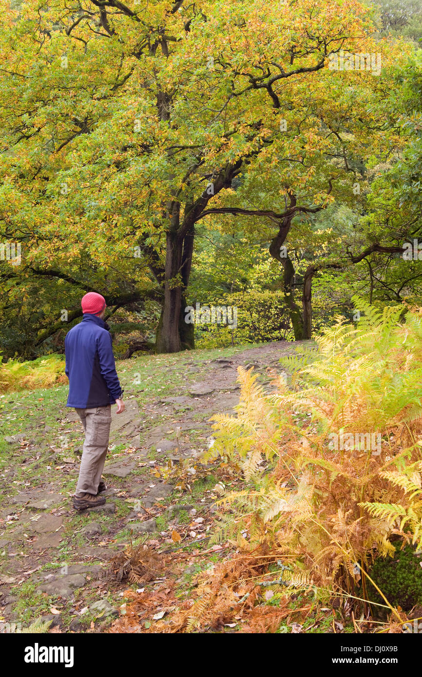 Haugh Wood, Wharfedale, Yorkshire Dales National Park, England, UK. October 2013. Stock Photo