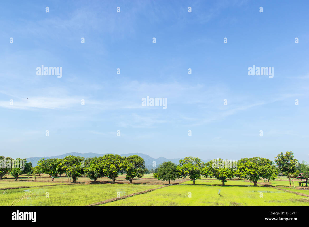 Green rice field with landscape and blue sky Stock Photo