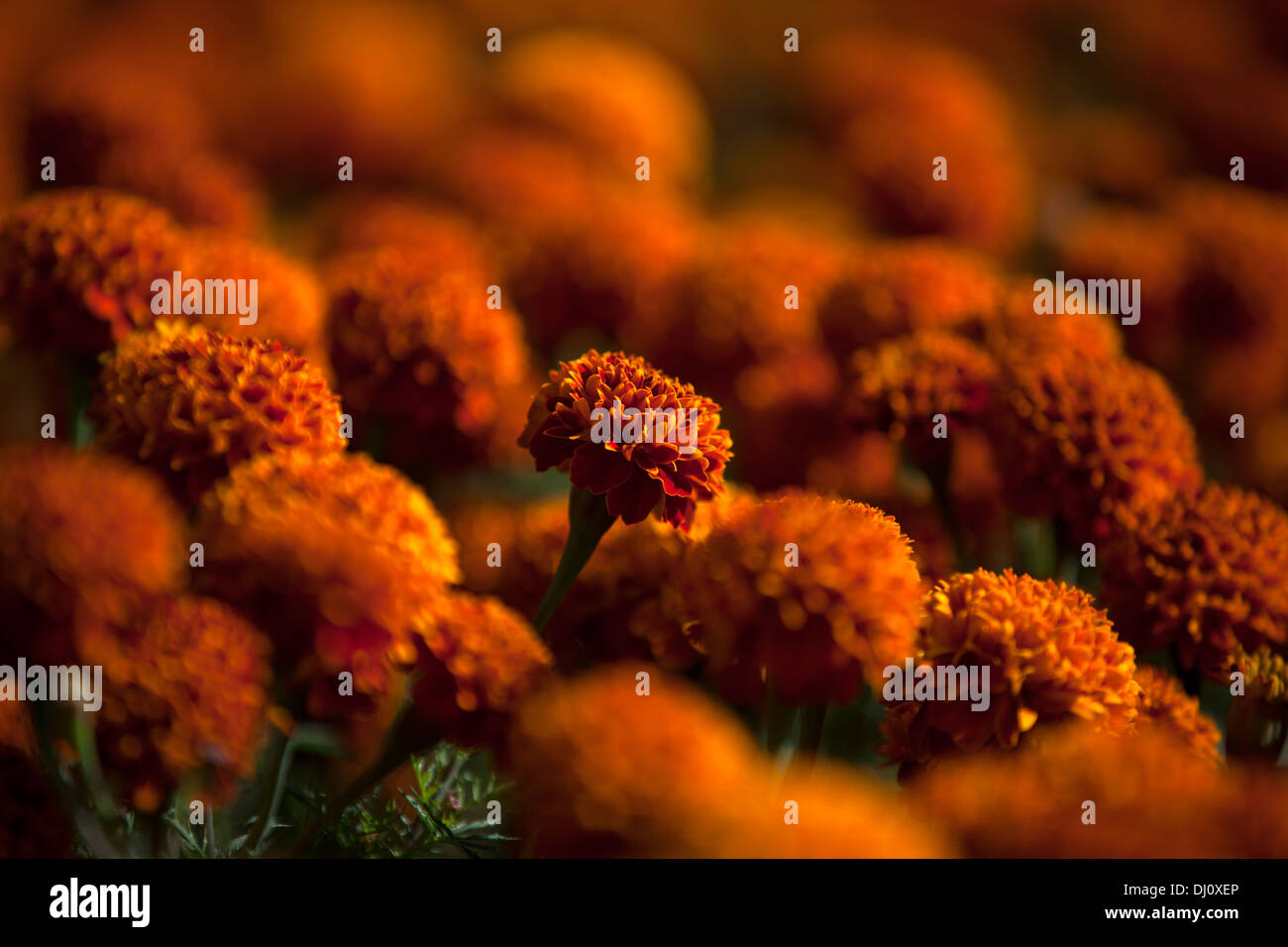Marigold flowers used for the Day of the Dead celebrations grow in San