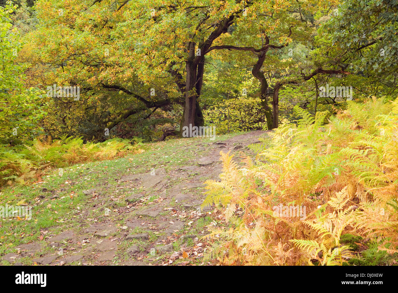 Haugh Wood, Wharfedale, Yorkshire Dales National Park, England, UK. October 2013. Stock Photo