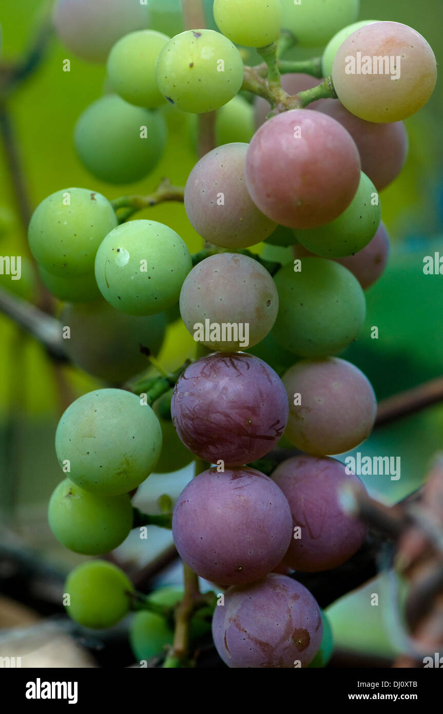 Grapes on the vine Stock Photo Alamy