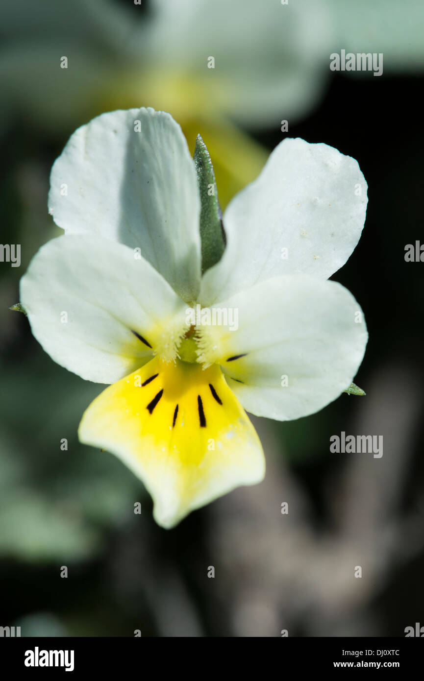 Wild Pansy (Viola tricolour ssp. alpina) flower Stock Photo