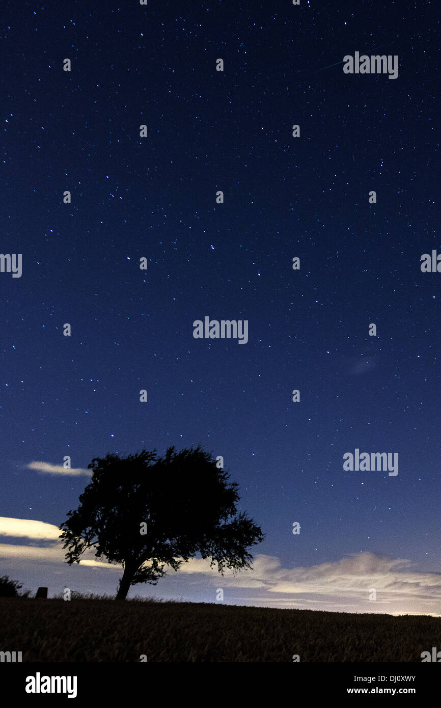 Starry Night Tree Silhouette Stock Photo