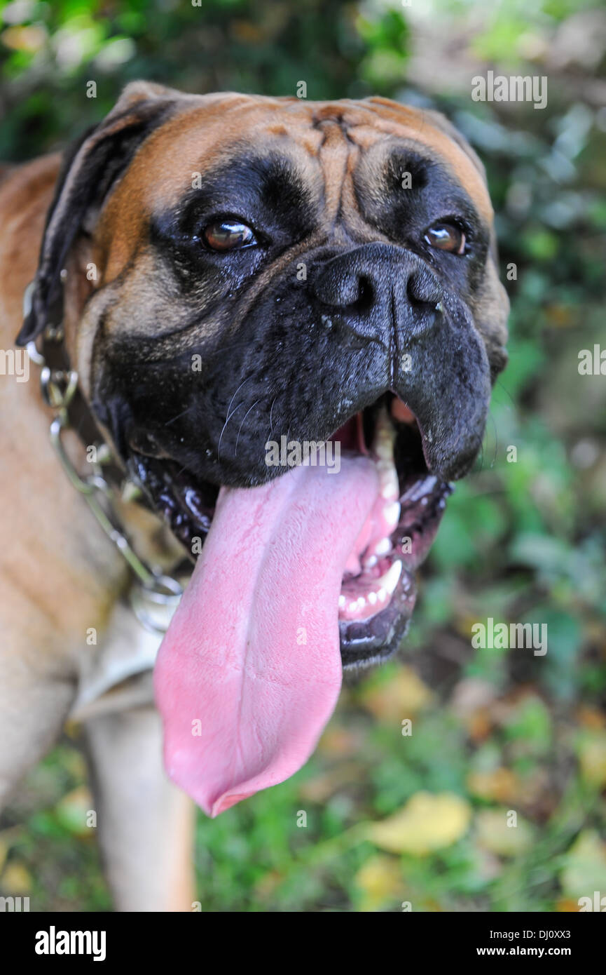 Purebred boxer dog with long pink tongue hanging out as he pants Stock Photo