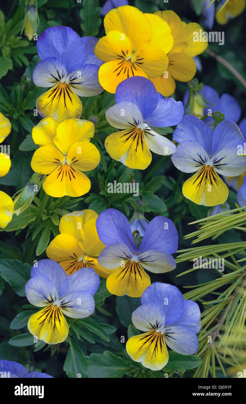 The viola is a genus of flowering plants in the violet family Violaceae