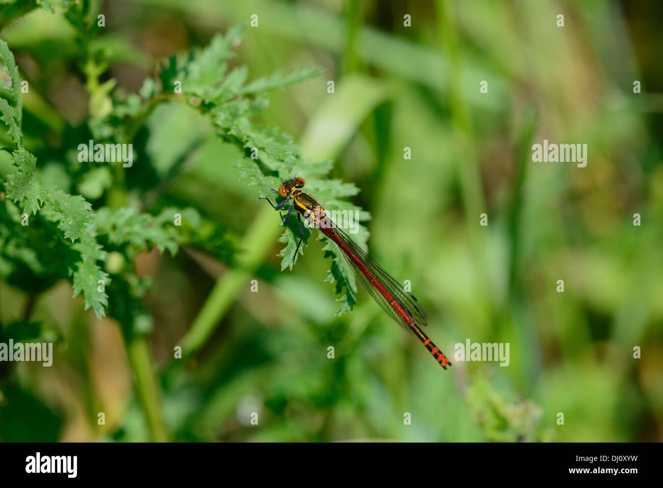Yellow and black damselfly hi-res stock photography and images - Alamy