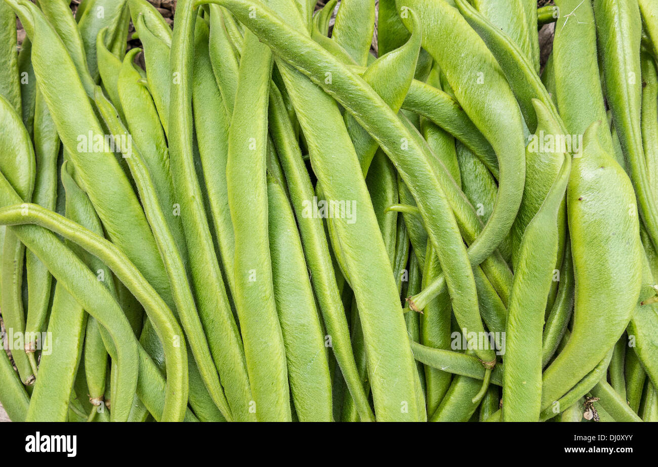 Home Grown Vegetables Allotment Runner Beans Stock Photo