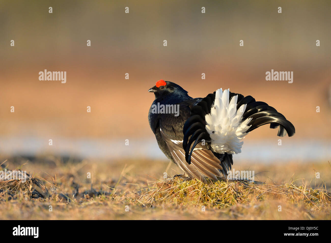 Black Grouse (Tetrao tetrix) male displaying at lek, Finland, April Stock Photo