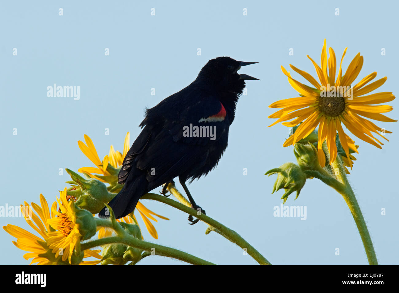 A red-winged blackbird squawks or crows, atop a sunflower in the Montrose Beach Bird Sanctuary, Chicago, Illinois, USA. Stock Photo