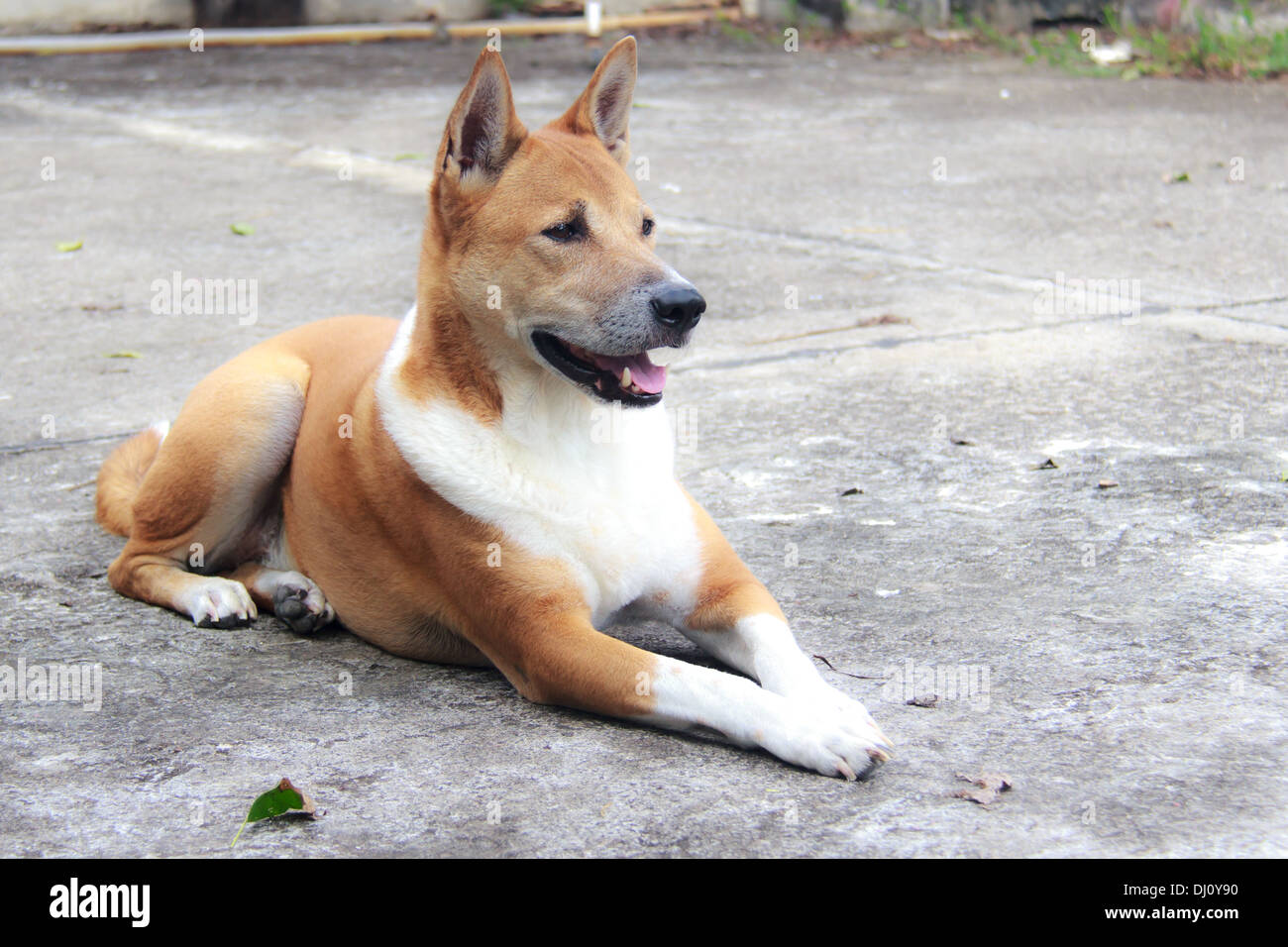 Brown dog looking , Thai dog relax Stock Photo