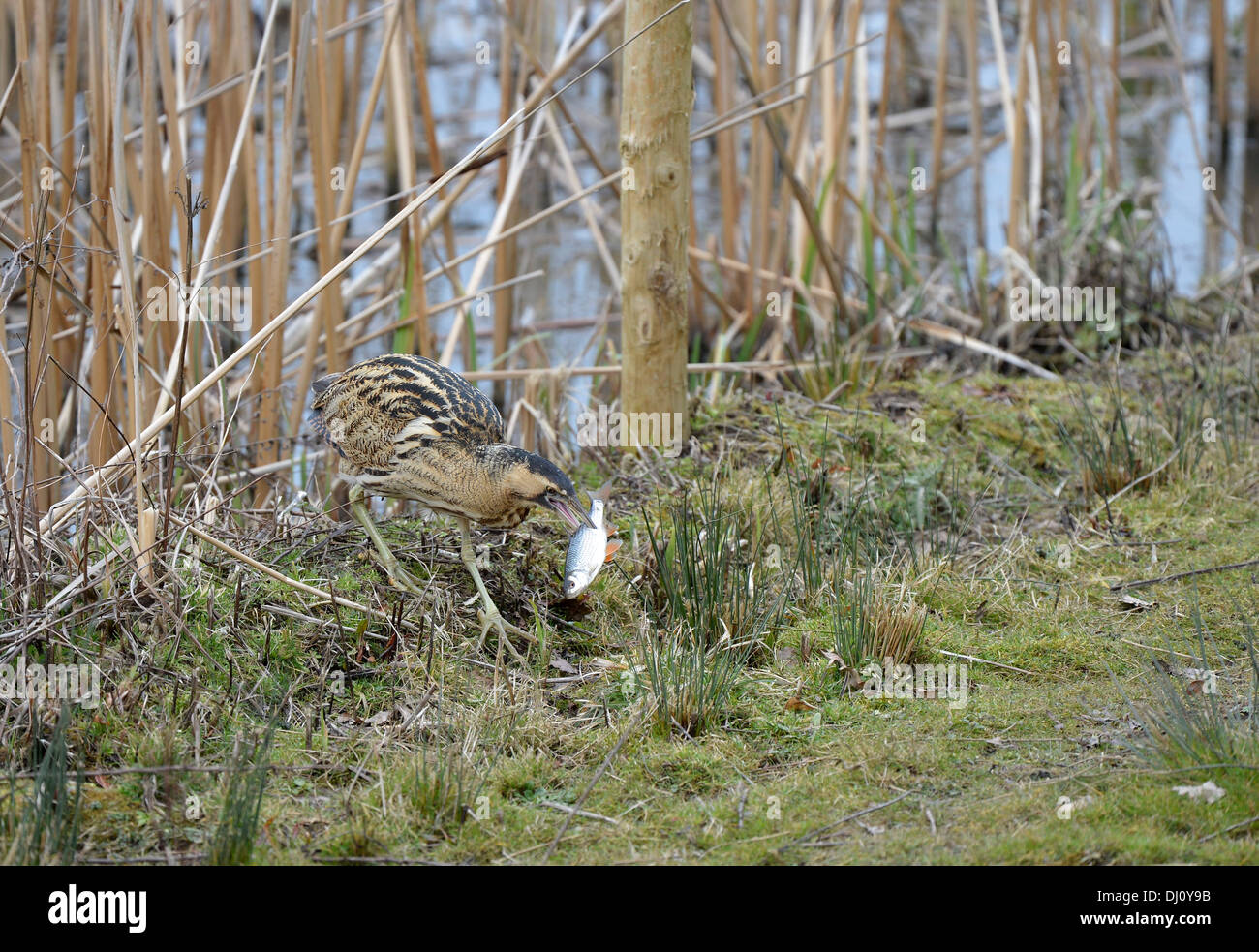 European Bittern (Botaurus stellaris) with large rudd fish in beak ...