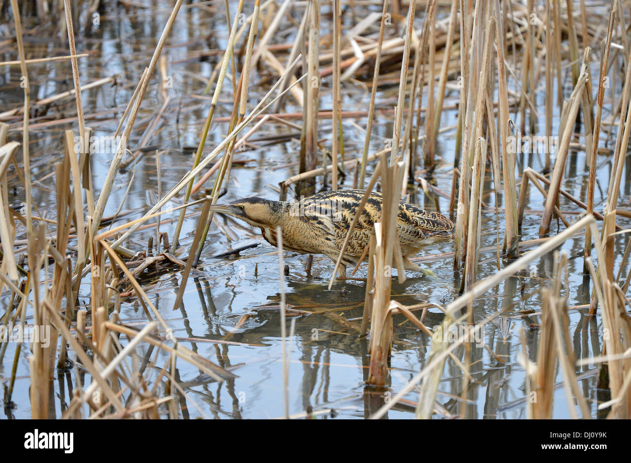 Hunting in water hi-res stock photography and images - Alamy