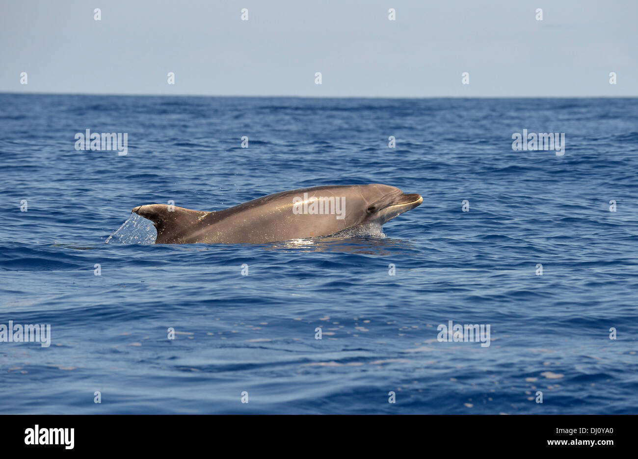 Atlantic Bottlenose Dolphin ( Tursiops truncatus) at surface, head raised, The Azores, June Stock Photo