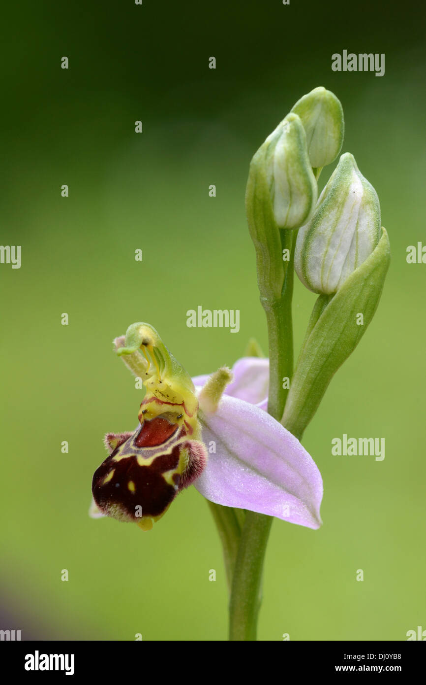 Bee Orchid (Ophrys apifera) flower spike with one open flower and three buds, Oxfordshire, England, June Stock Photo