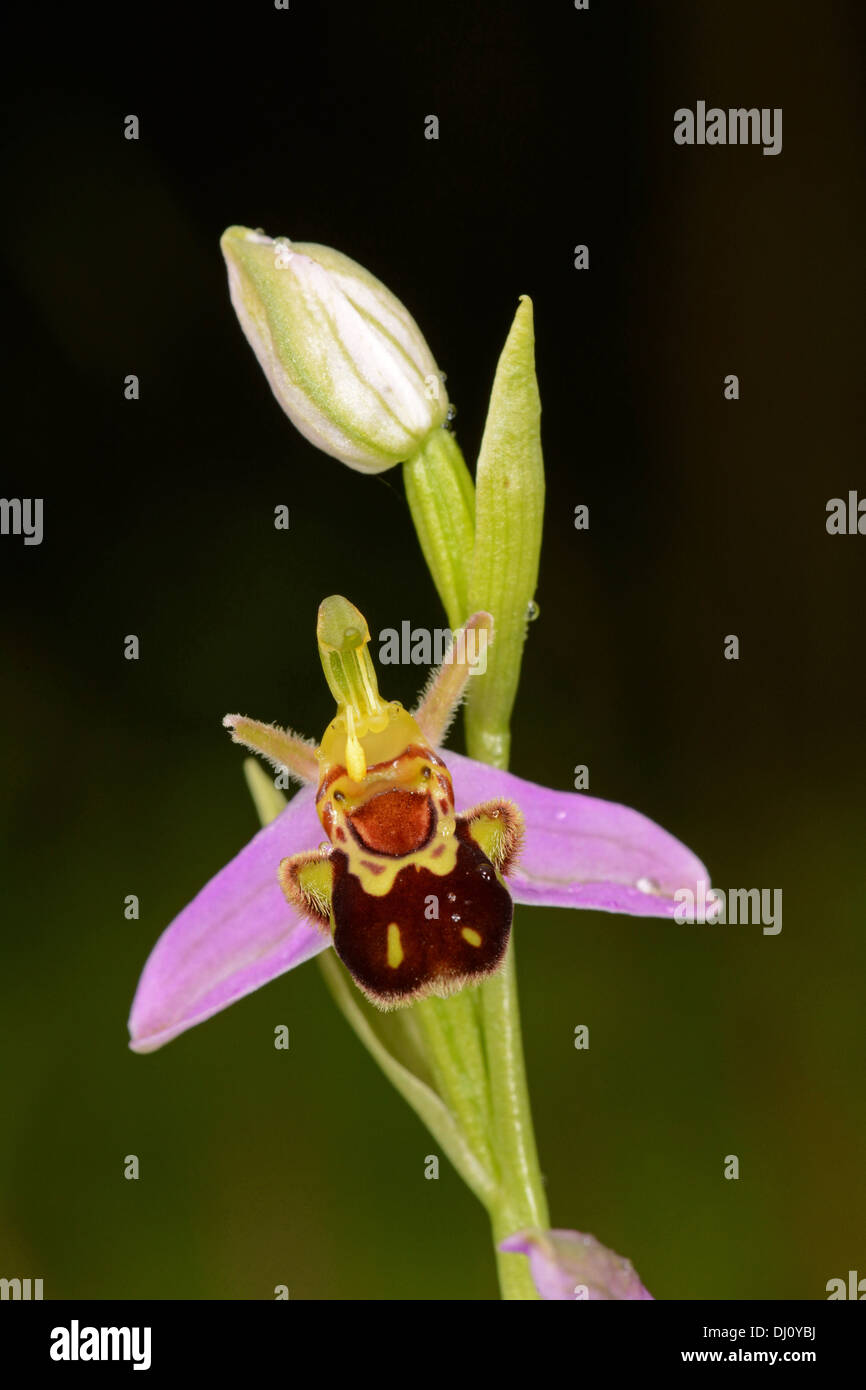 Bee Orchid (Ophrys apifera) flower spike with one open flower and one bud, Oxfordshire, England, July Stock Photo
