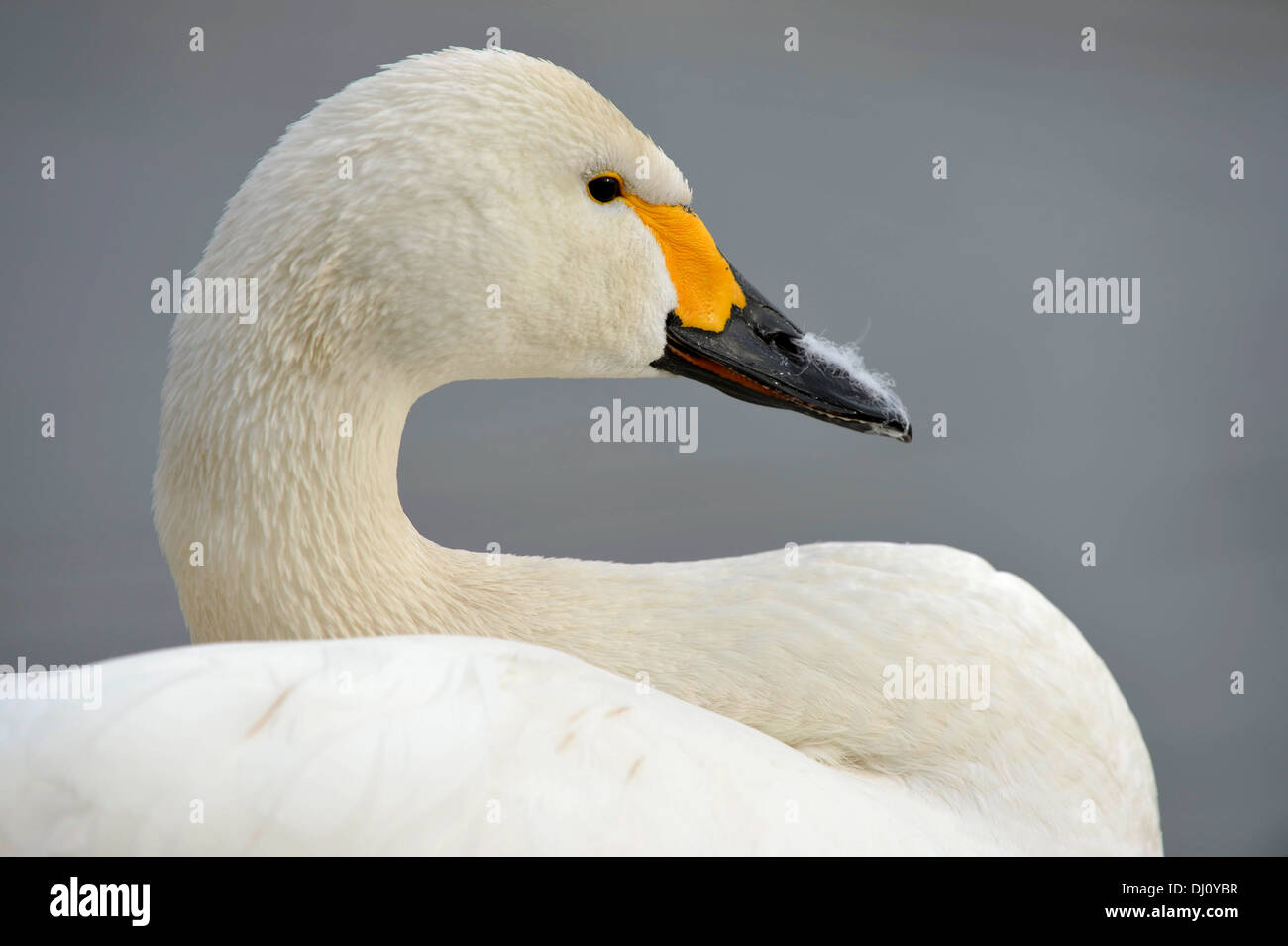 Bewick's Swan (Cygnus columbianus) close-up portrait of head and neck, Slimbridge, England, February Stock Photo