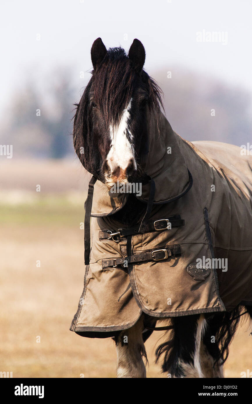 Horse in Winter Stock Photo