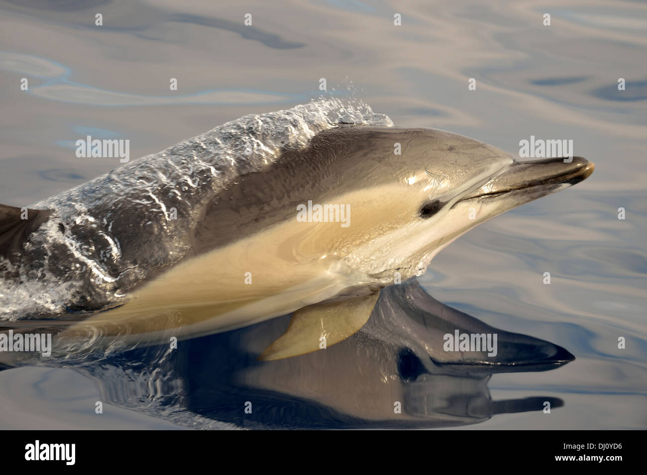 Short-beaked Common Dolphin (Delphinus delphis) surfacing, The Azores, June Stock Photo