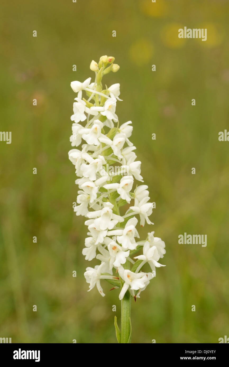 Common or Chalk Fragrant Orchid (Gymnadenia conopsea) closeup of
