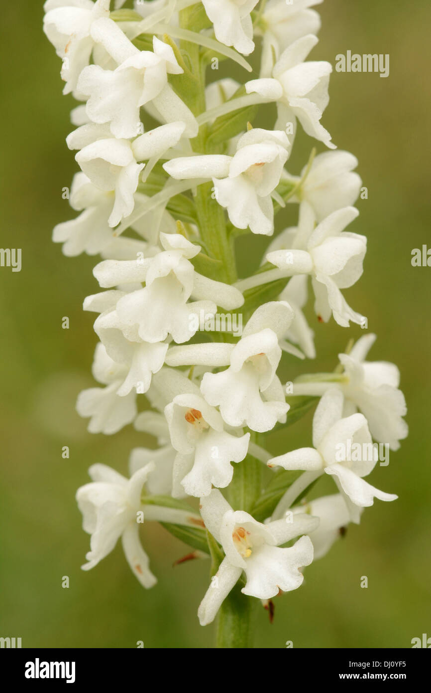 Common or Chalk Fragrant Orchid (Gymnadenia conopsea) close-up of flower spike, white form var. albiflora, Buckinghamshire, UK Stock Photo