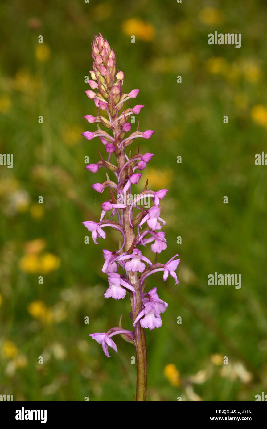 Common or Chalk Fragrant Orchid (Gymnadenia conopsea) flower spike, Buckinghamshire, England, July Stock Photo