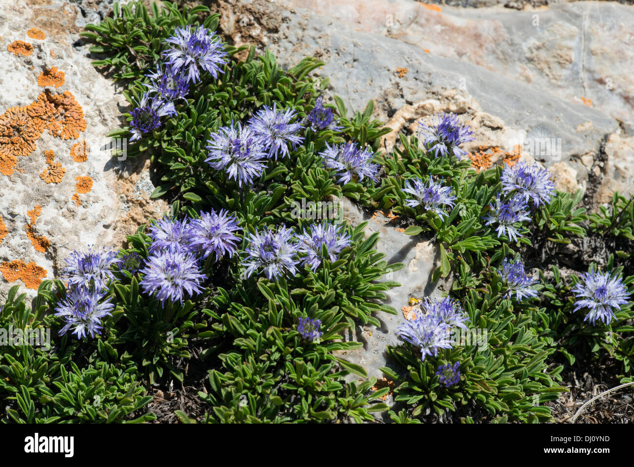 Matted Globularia (Globularia repens) flowers Stock Photo