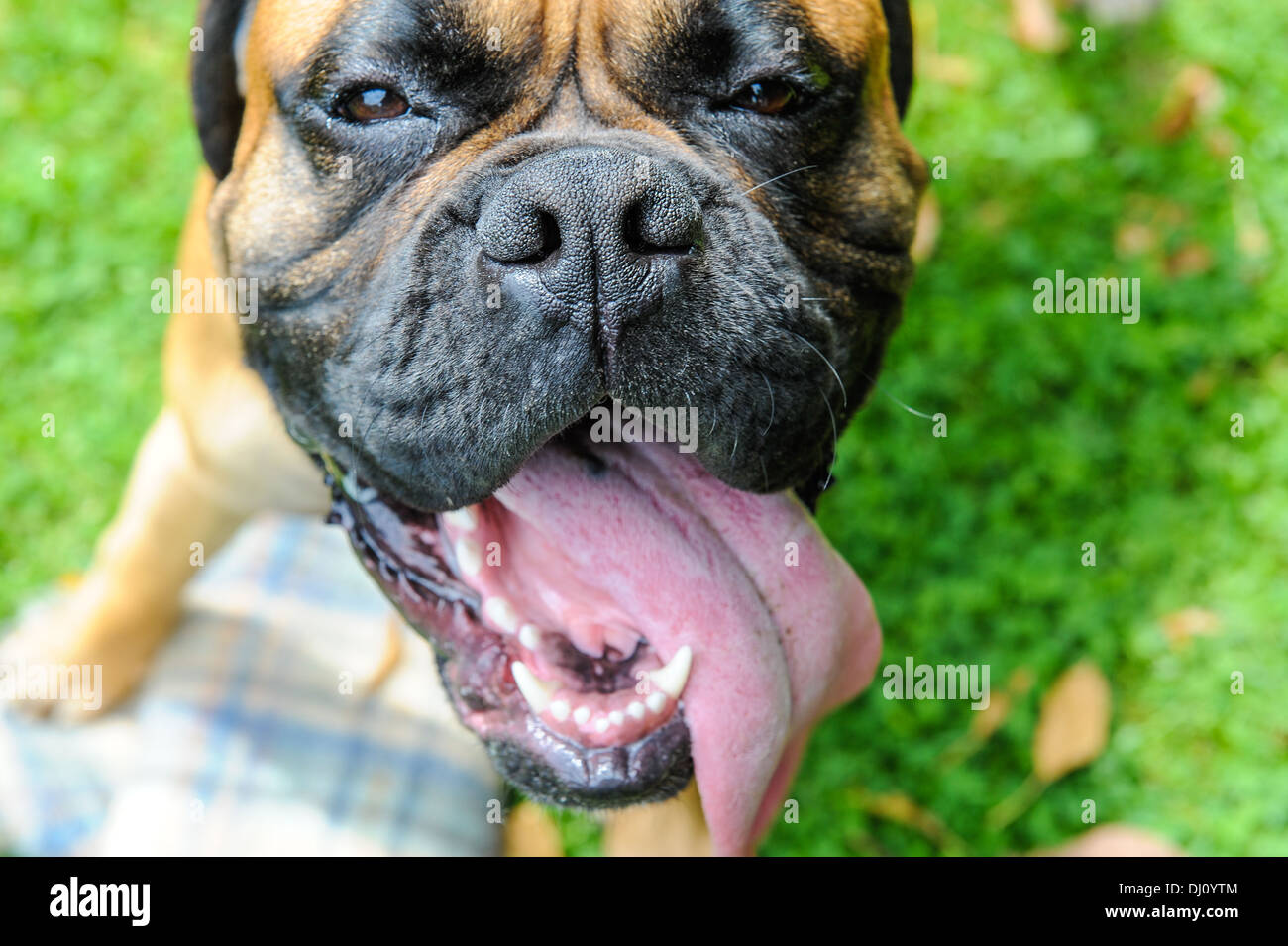 Purebred boxer dog with his tongue out and his mouth open against a green grass background Stock Photo