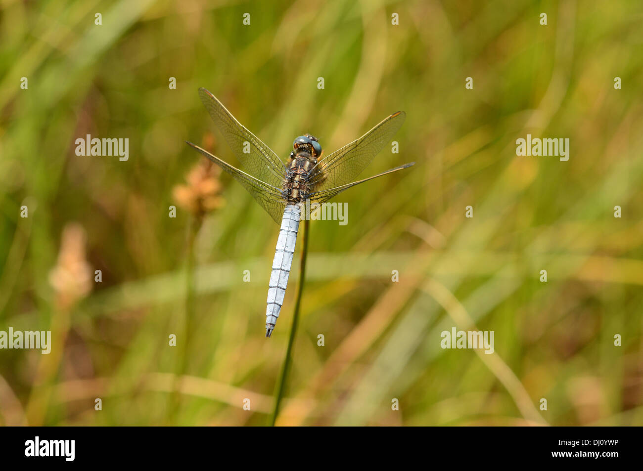 Keeled Skimmer Dragonfly (Orthetrum coerulescens) male at rest, Oxfordshire, England, July Stock Photo