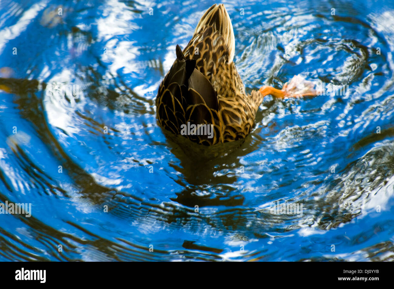 Fishing diving duck, upside down with its' tail in the air, searches for a meal. Stock Photo